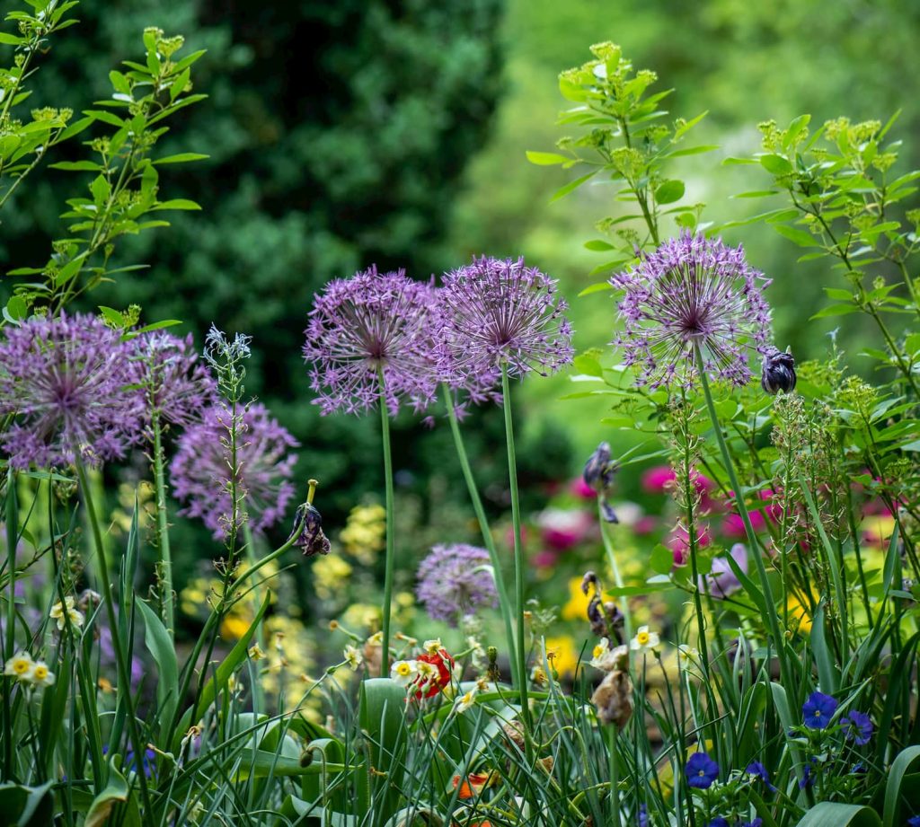 Purple flowers in a garden design