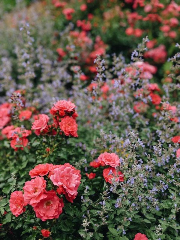 Pink flowers and forget-me-nots in a flowerbed