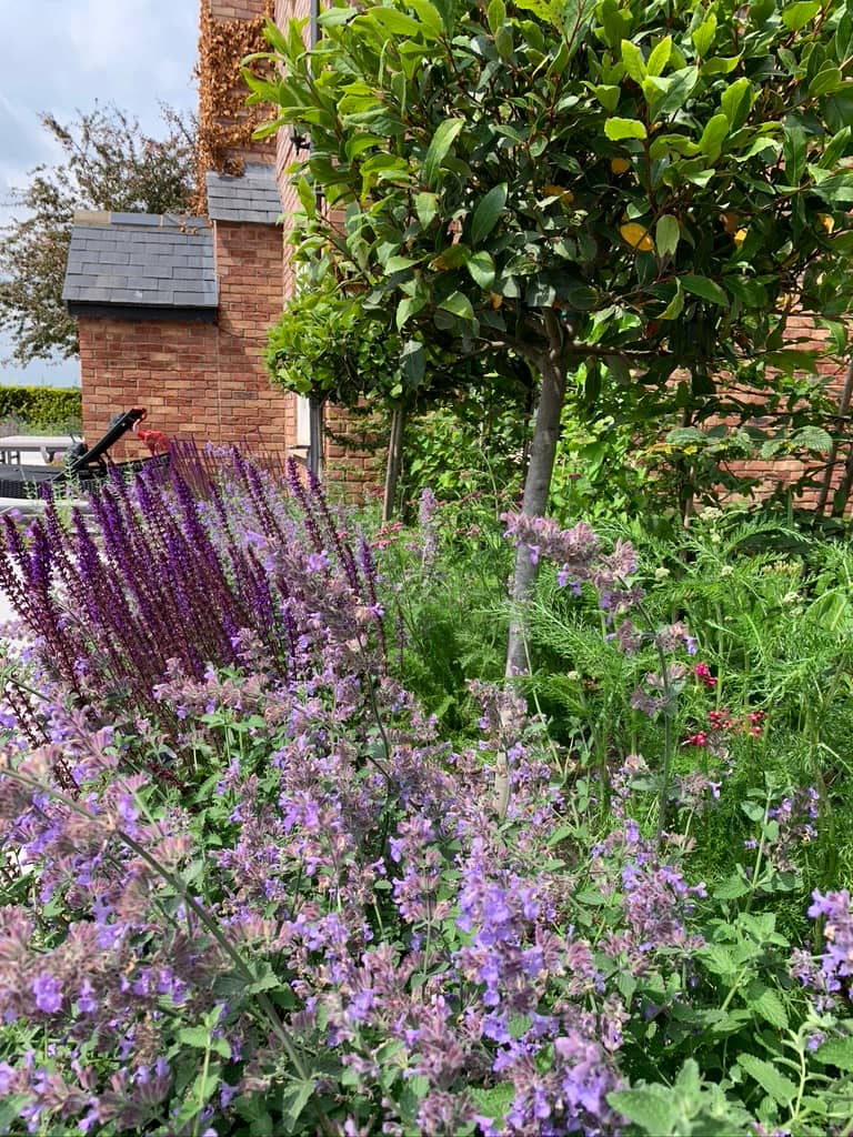 Salvia and Nepeta with bay trees