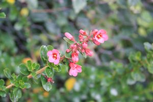 Pink flowers