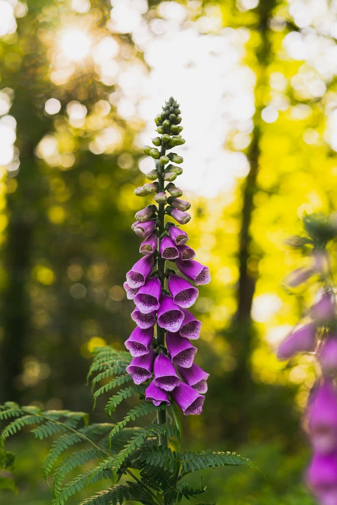 A purple digitalis or foxglove