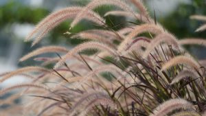 Pennisetum rubra in flower