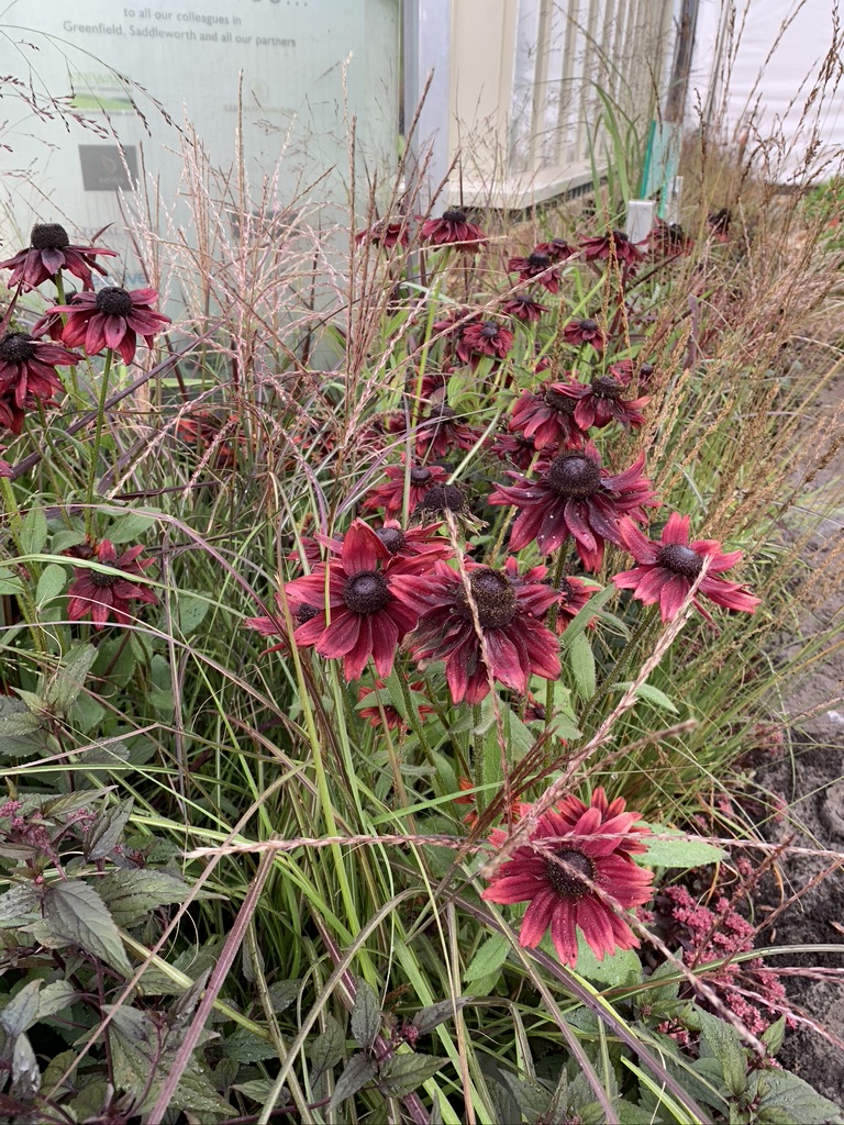 Rudbeckia 'Cherry Brandy' with Eupatorium and Miscanthus 'Yakushima Dwarf'