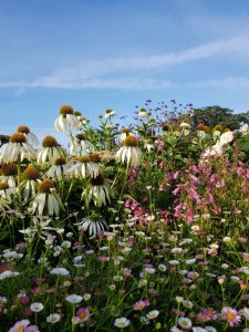 Top Tips for gardening beginners