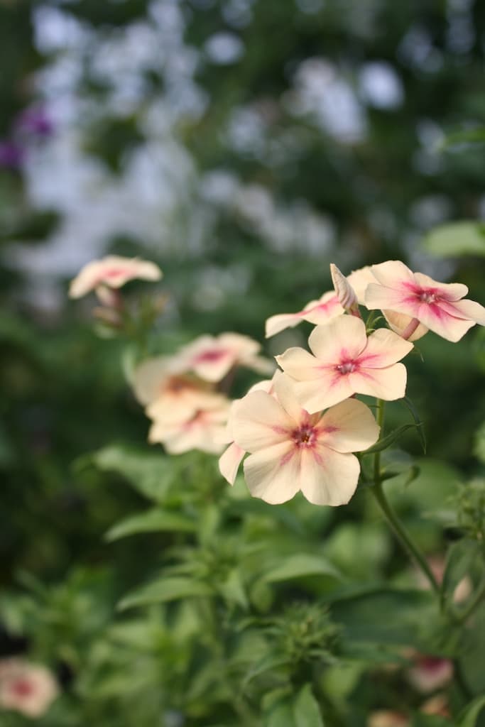 Pretty peach coloured flower