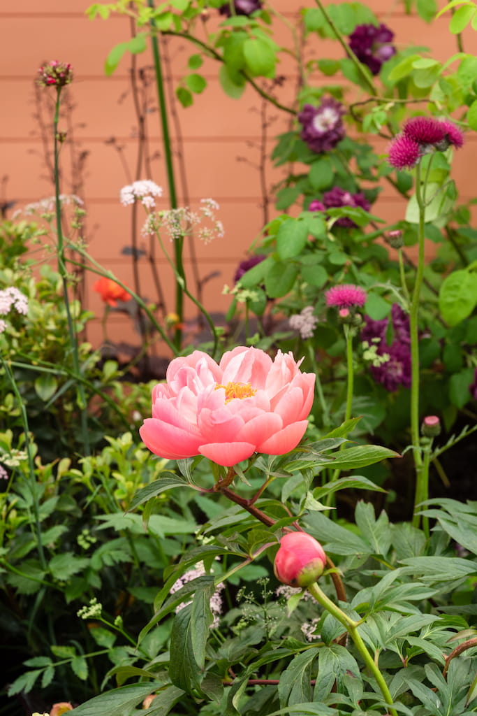 A Peaonia which has large open flowers which are flamboyant and in a saucer shape. Planting set against a coral coloured backdrop