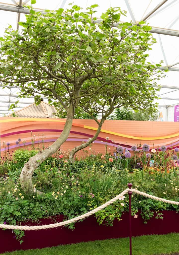 SWING trees are shown in a colourful show garden. SWING trees have been specifically trained to grow with an S shaped stem