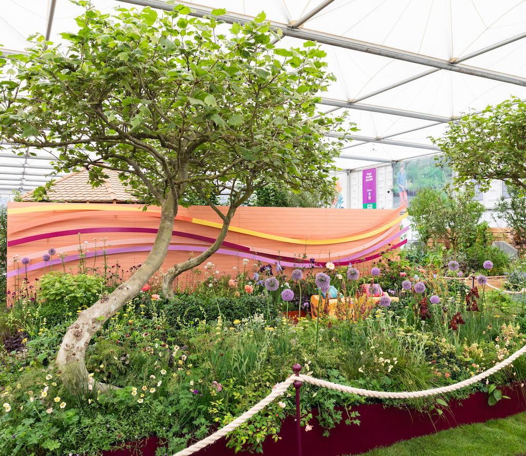 A bright and colourful 'joy' garden; a coral coloured read boundary sets off the warm yellows, salmons and oranges in the planting. The boundary is decorated with timber ribbons which weave across the full length of the garden. Three large SWING trees are positioned within the garden; these have an unusual appearance and bring a sense of playfulness to the garden.