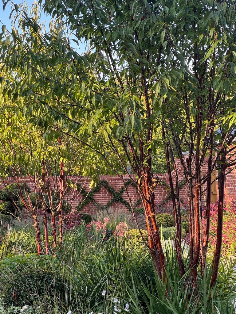 Two Prunus serrula Branklyn; the image is of a walled garden taken in early autumn. There's a warm glow from the sun. In the background are