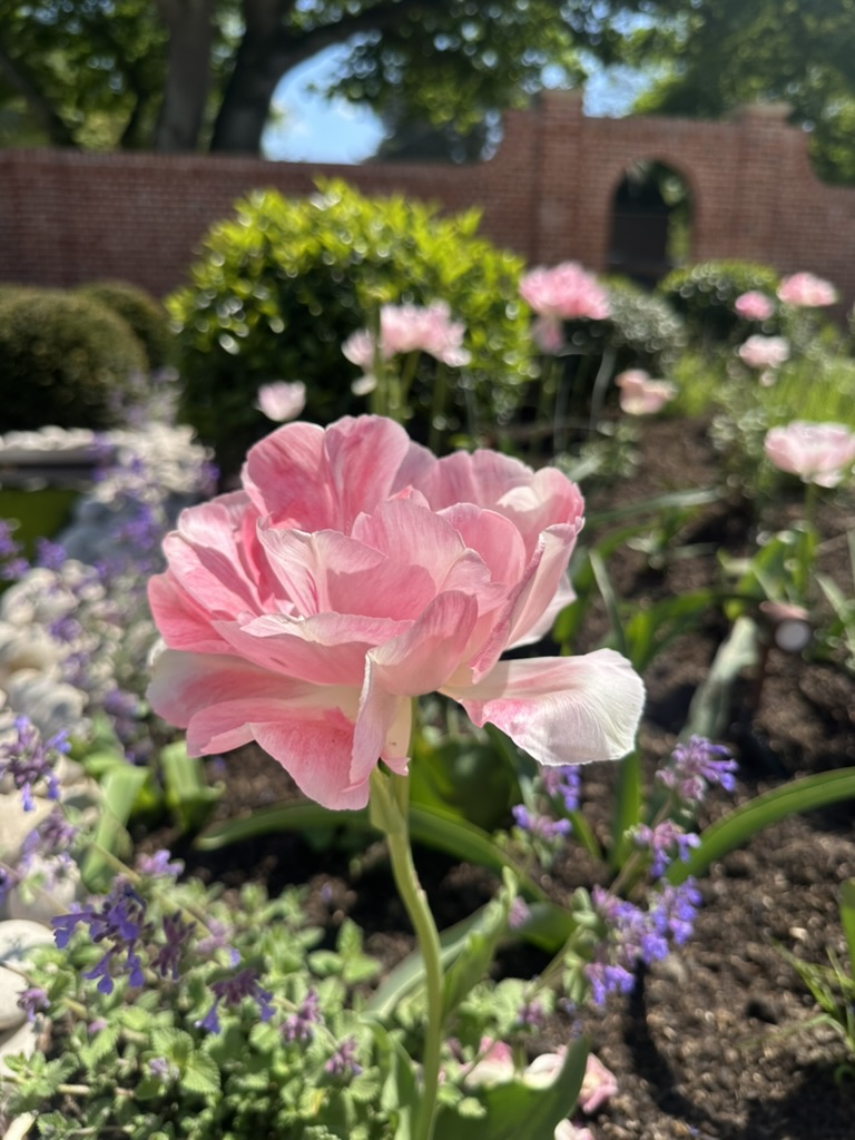 A close up of a pretty pink tulip in a spring garden