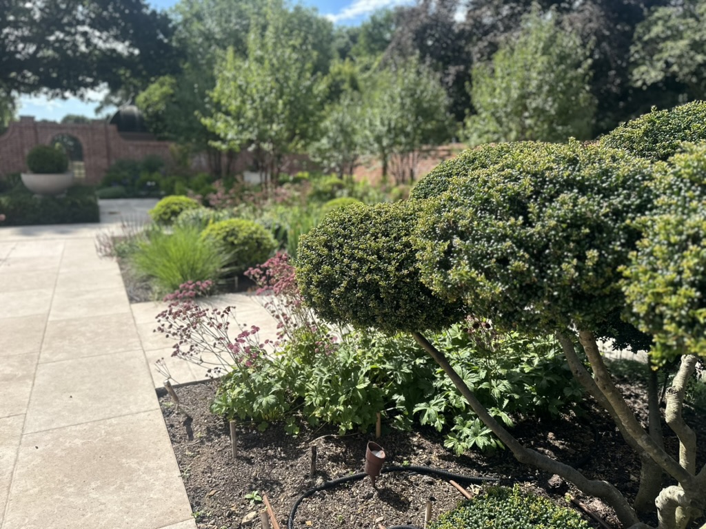 A close up of a 'cloud' tree which is the main focus. Out of focus in the rear is additional planting and it is clear it is within a walled garden. Astrantia major 'Star of Beauty' can be seen throughout and the soft pastel tones of this flower brings a romantic feel to the space.
