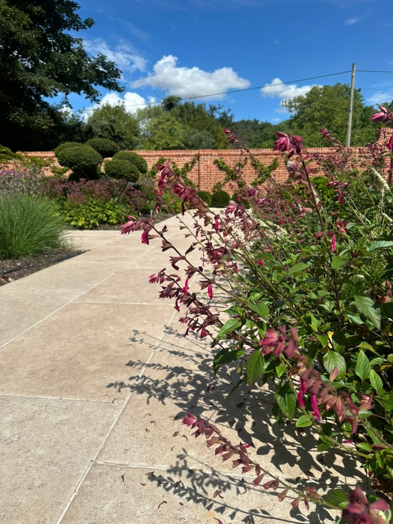 A close up of Salvia 'Love and Wishes' in a walled garden.