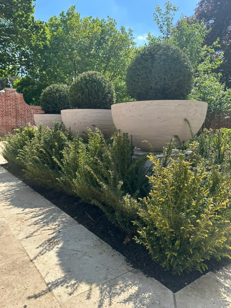Taxus (yew) balls in bespoke concrete planters on plinths which are hidden from view by a low Taxus hedge