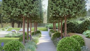 A view through a double row of 'box-head' pleached trees. Underplanting is in soft colours and a pathway leads to a new area of the garden