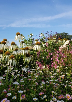 Garden planting which includes white Echinacea, purple Verbena, pink Penstemon and Erigeron