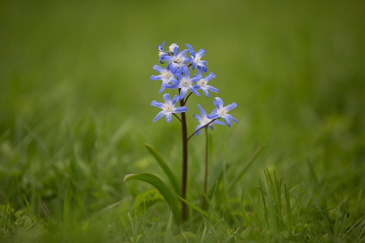 A single blue-violet Chinodoxa in a lawn
