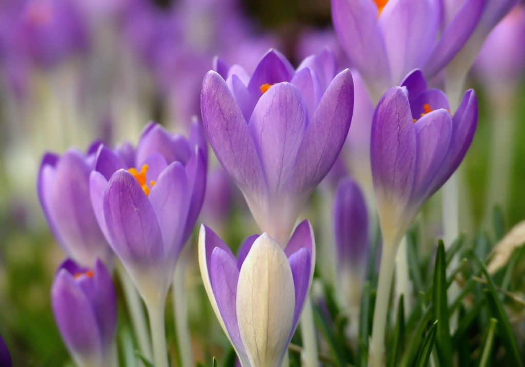 A close up of lilac Crocus' which are bulbs for bees